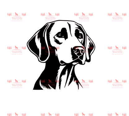 Vizsla 2