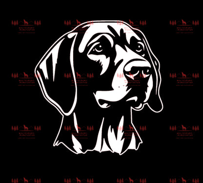 Vizsla 3