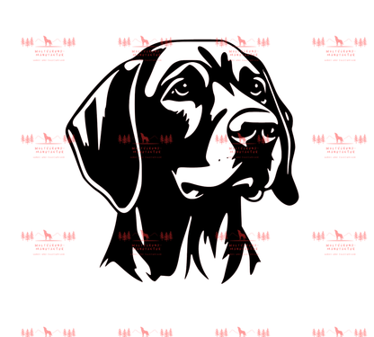 Vizsla 3