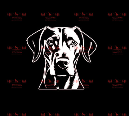 Vizsla 4