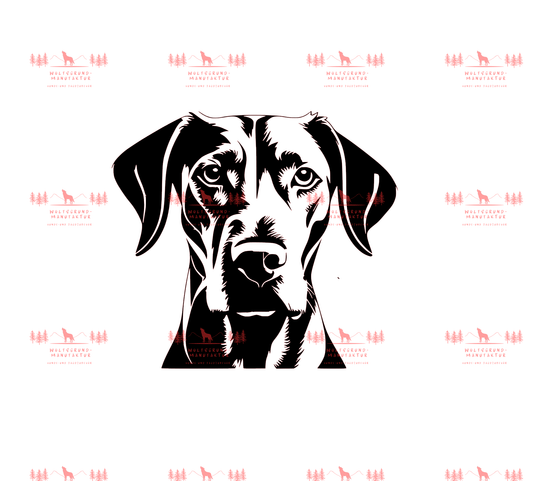 Vizsla 4