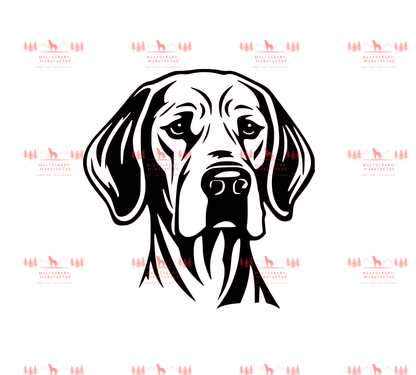 Vizsla 5
