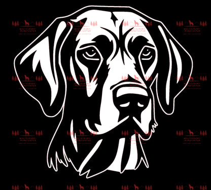 Vizsla 6