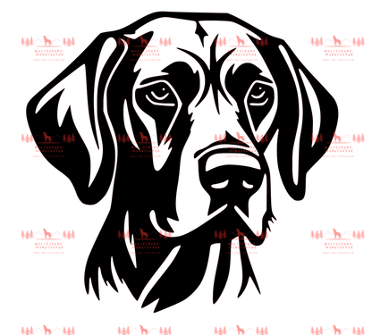 Vizsla 6