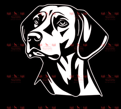 Vizsla 7