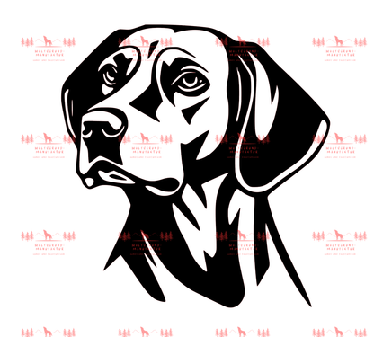 Vizsla 7