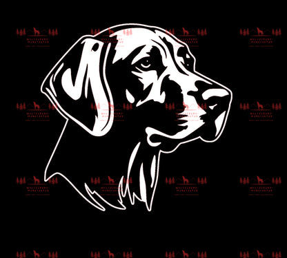 Vizsla 8
