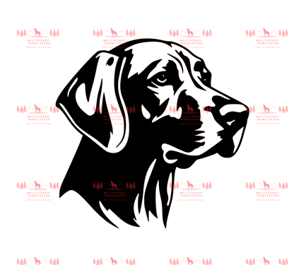 Vizsla 8