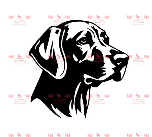 Vizsla 8