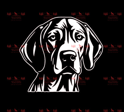 Vizsla 9