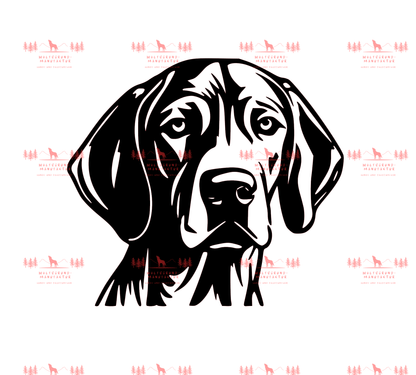 Vizsla 9
