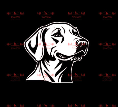 Weimaraner 1