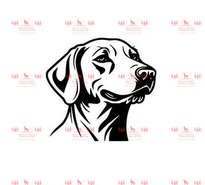 Weimaraner 1