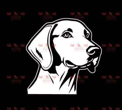 Weimaraner 3