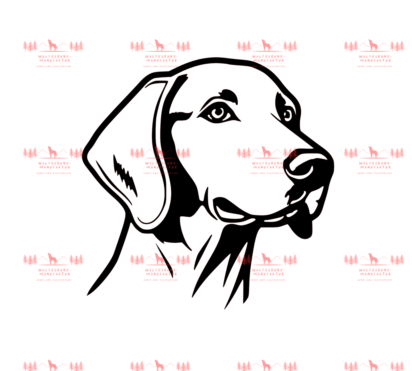 Weimaraner 3