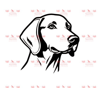 Weimaraner 3