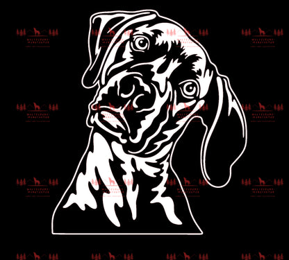 Weimaraner 4