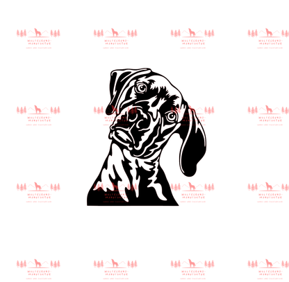 Weimaraner 4