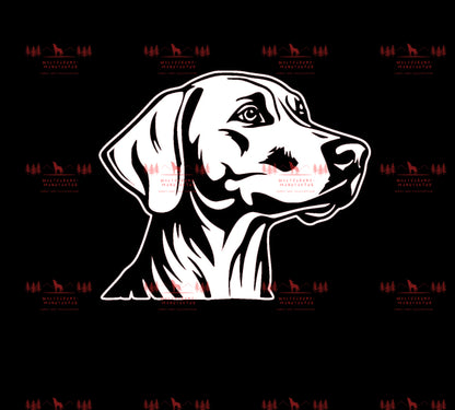 Weimaraner 5