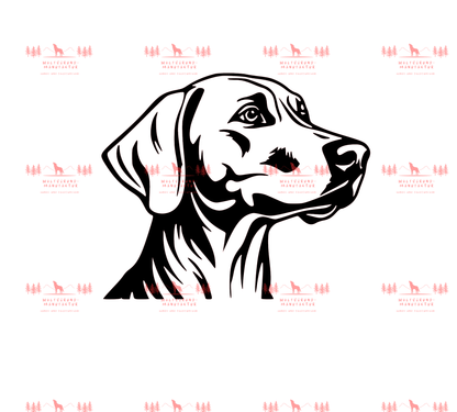 Weimaraner 5