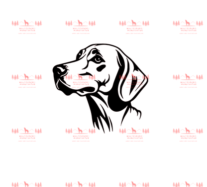 Weimaraner 6