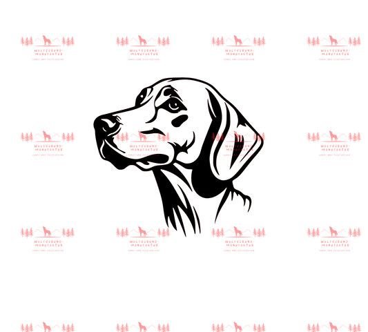 Weimaraner 6