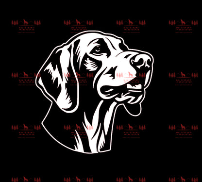 Weimaraner 7