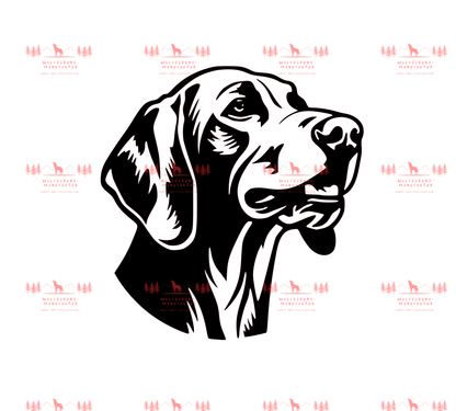 Weimaraner 7
