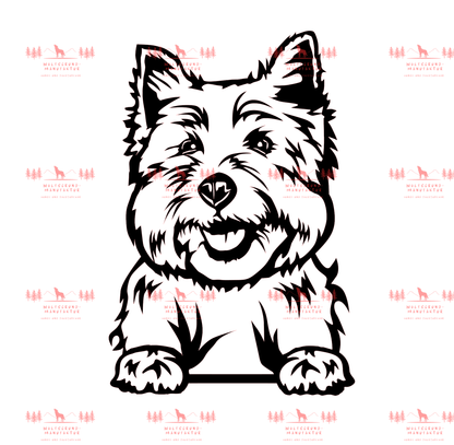 West Highland Terrier 1