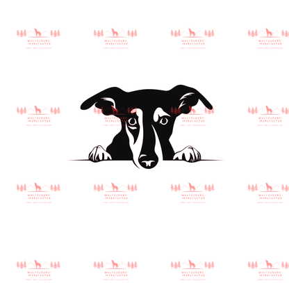 Whippet 1