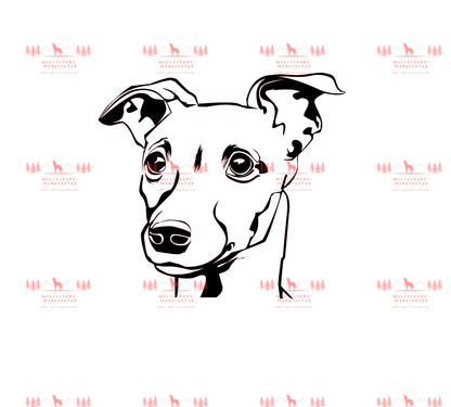 Whippet 2