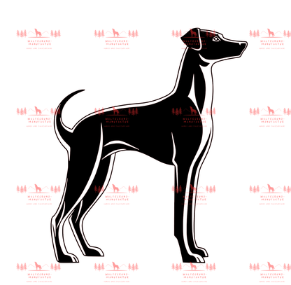 Whippet 4