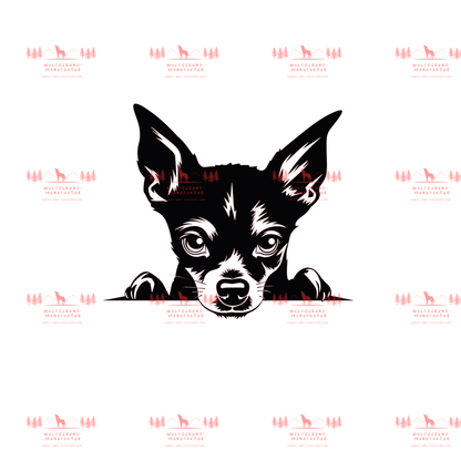 Zwergpinscher