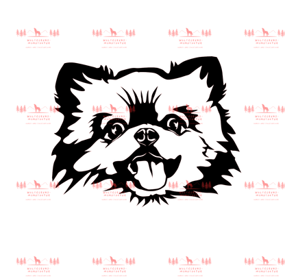 Zwergspitz 1
