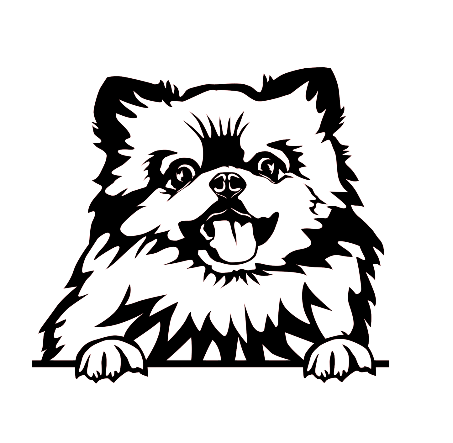 Zwergspitz 3