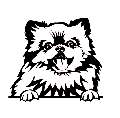 Zwergspitz 3